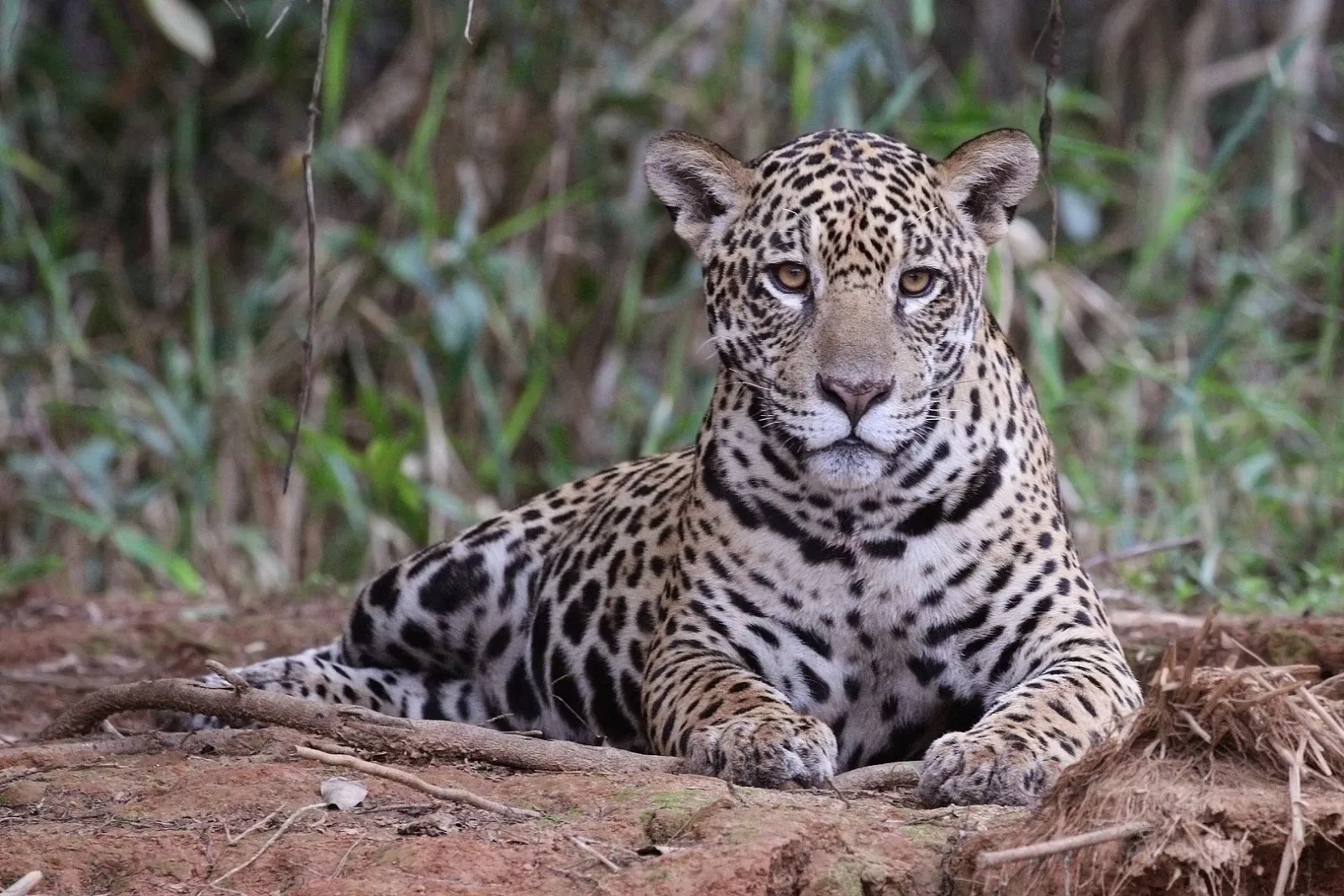 Animalia