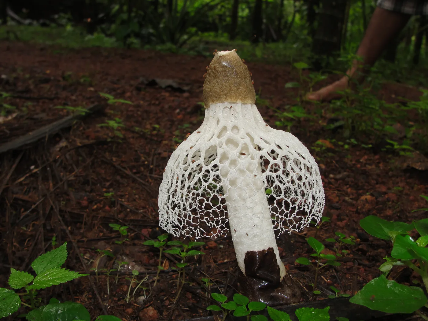 Fungi