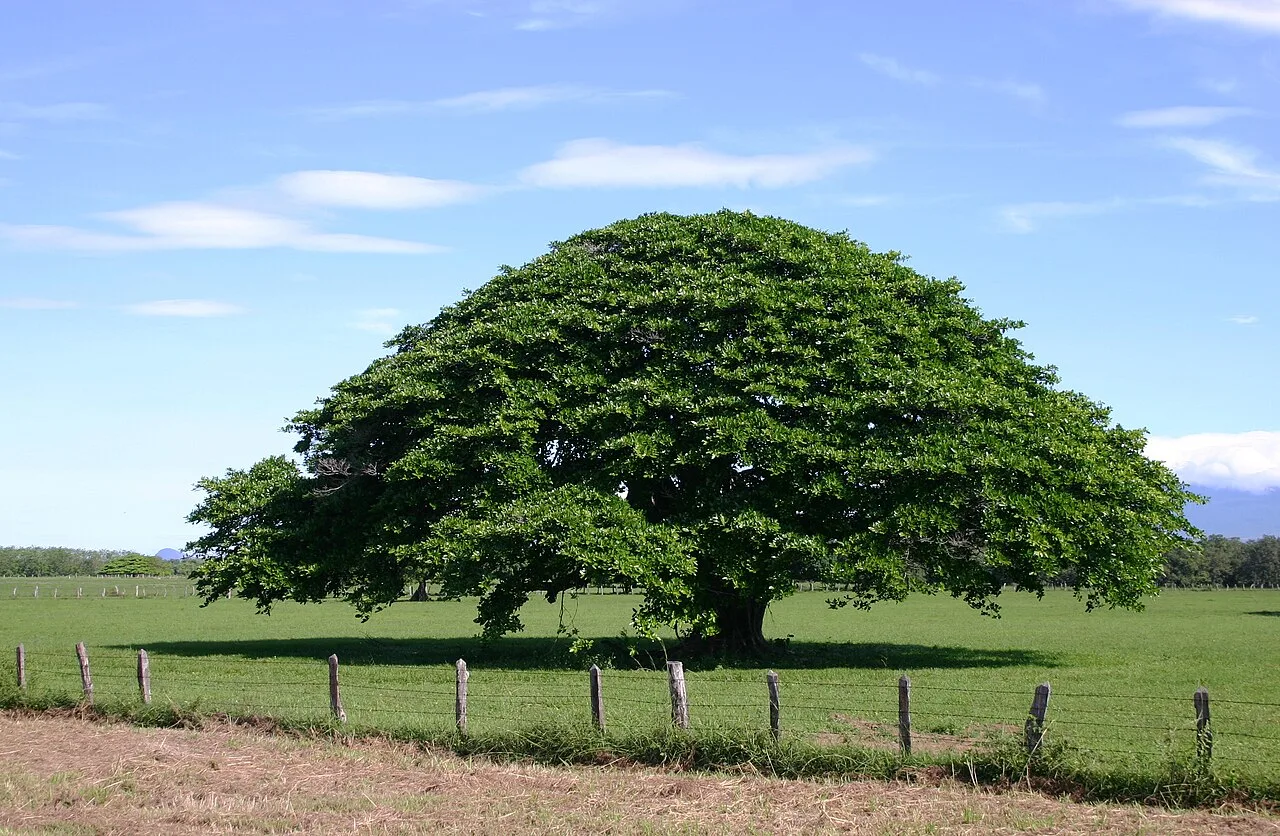Plantae