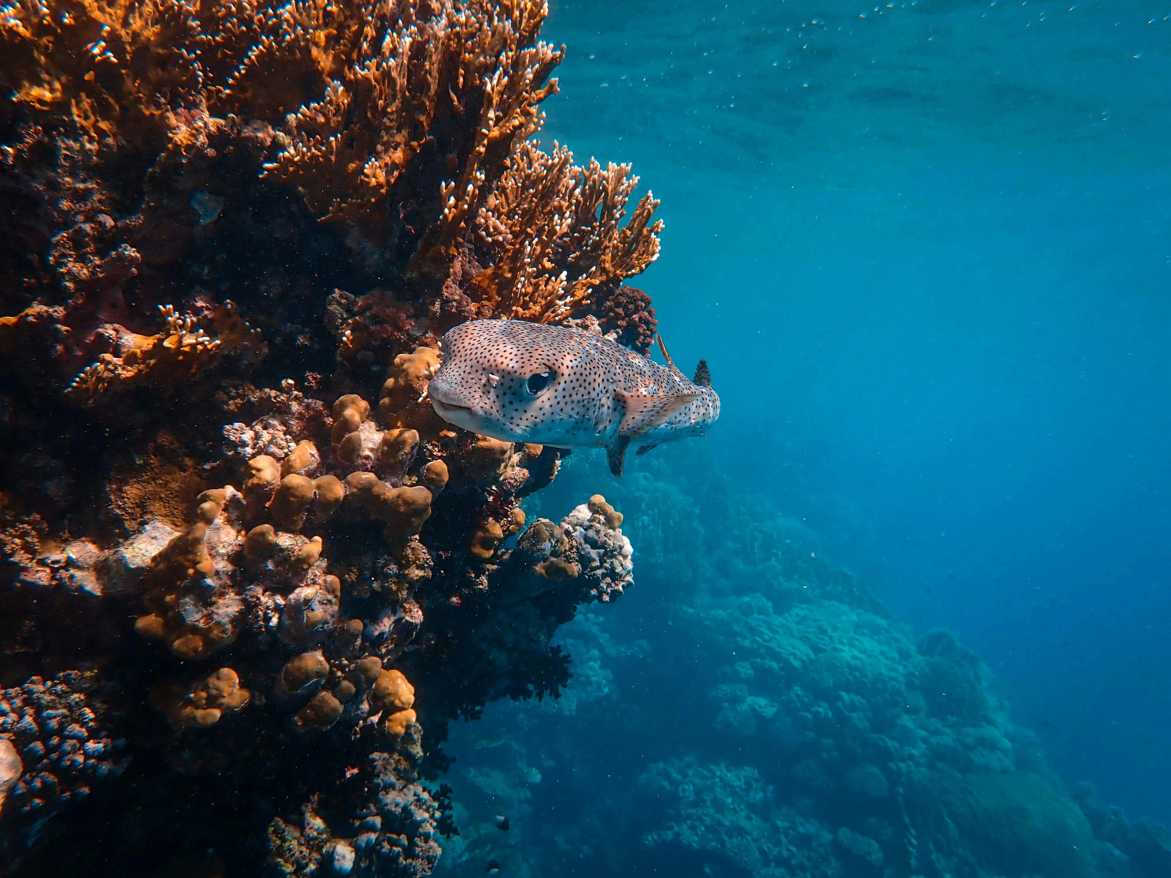 AQUATIC